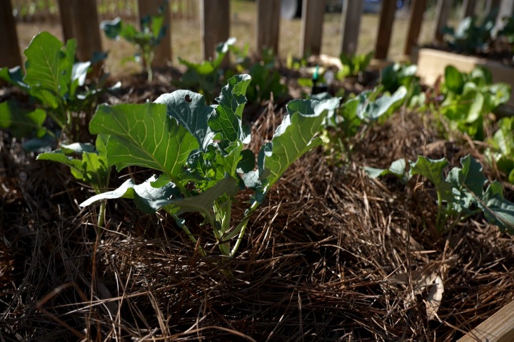 Take steps to winterize your vegetable garden